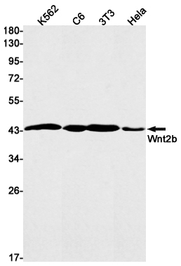 AYD11244