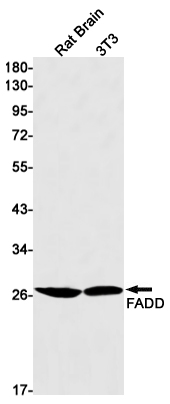 AYD11505