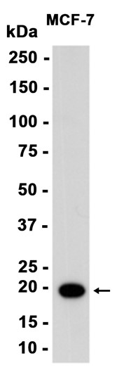AYD12889