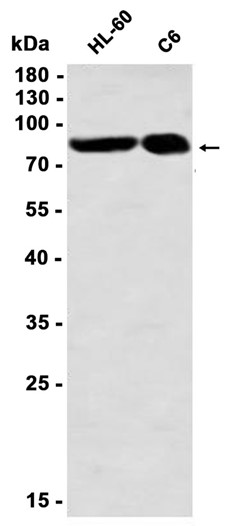 Aconitase 2 (YD32109) Rabbit mAb