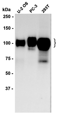 AYD15437
