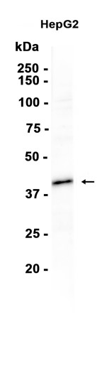 AYD13346