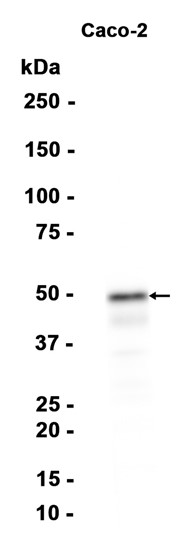 AYD15790