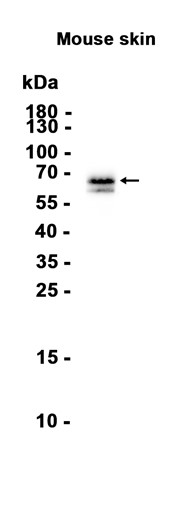 AYD13867