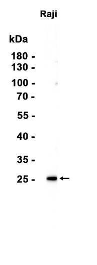 AYD15627