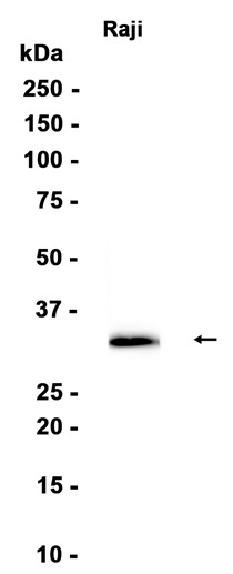 AYD12572