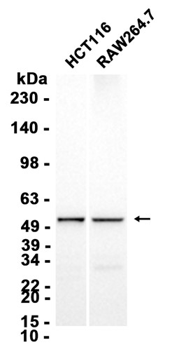 AYD16085