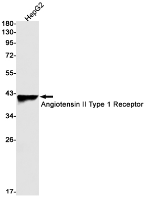 AYD11956
