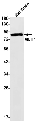 AYD11798
