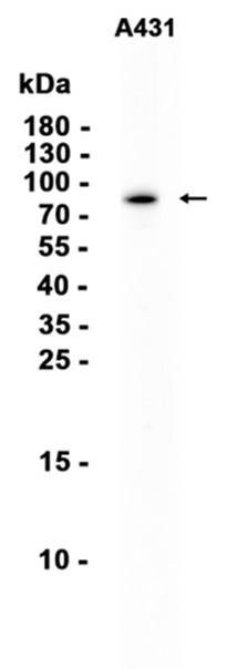 AYD13577