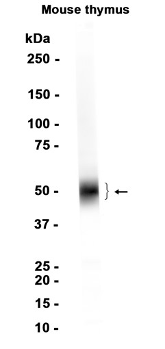 CD4 (YD14475) Rabbit mAb