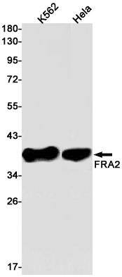 AYD11553