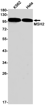 AYD13348