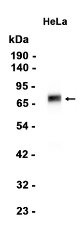 AYD14539