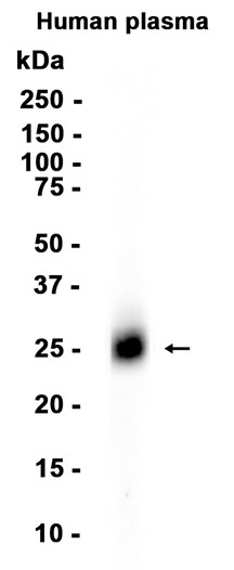 AYD13646