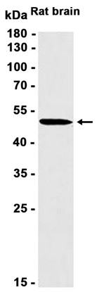 AYD14646