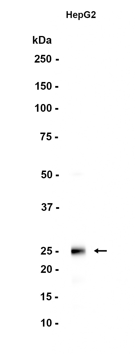 AYD11770