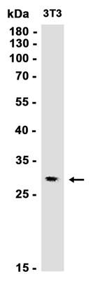 Histone H1.2 (YD15187) Rabbit mAb