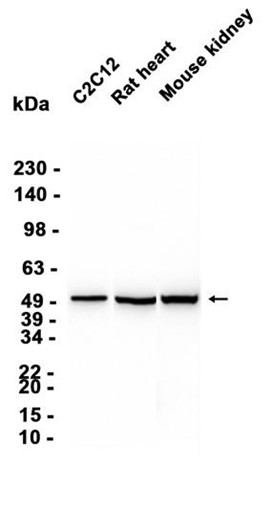 AYD12360
