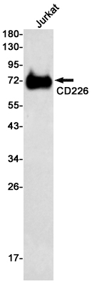 AYD14862