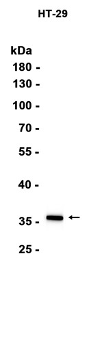 AYD15163