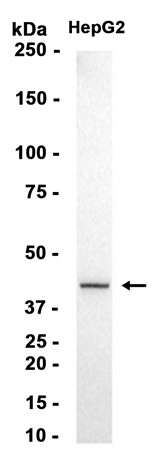 AYD12979