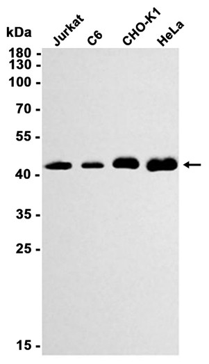 AYD14808