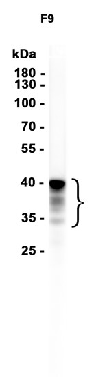 Nanog (YD15387) Rabbit mAb