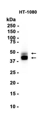 AYD12888