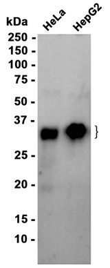 AYD15544