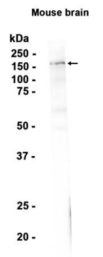 AYD13458