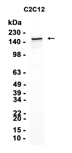 AYD15370