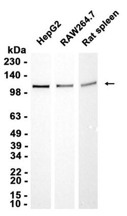 AYD14861