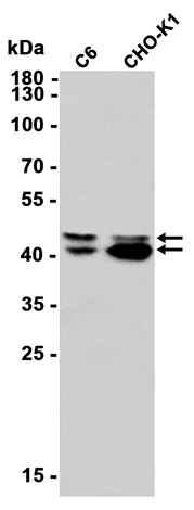 Phospho-ERK1/2 (Thr202/Thr185) (YD11380) Rabbit mAb