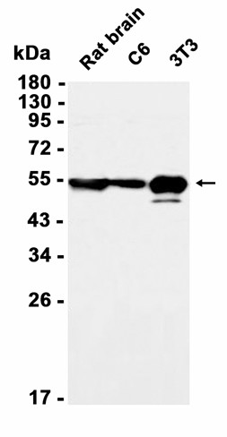 CD147 (YD20458) Rabbit mAb