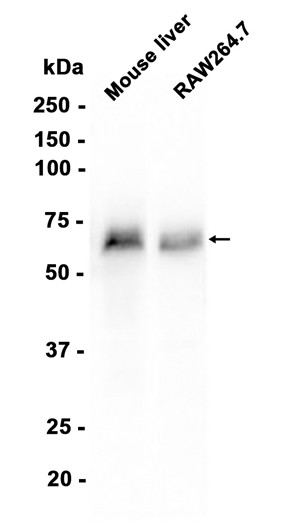 AYD12478
