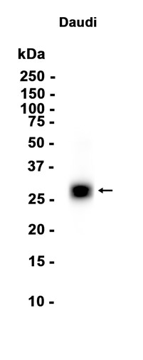 AYD13750