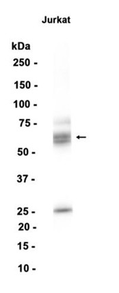 AYD13709