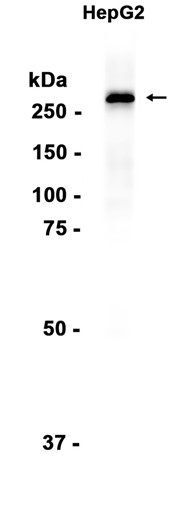 AYD12082