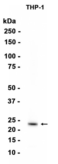 AYD15342