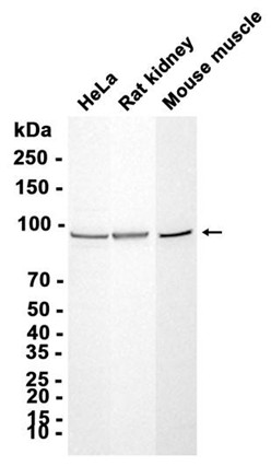 AYD12131