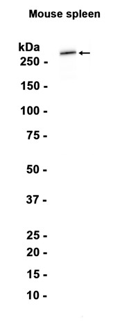AYD13688