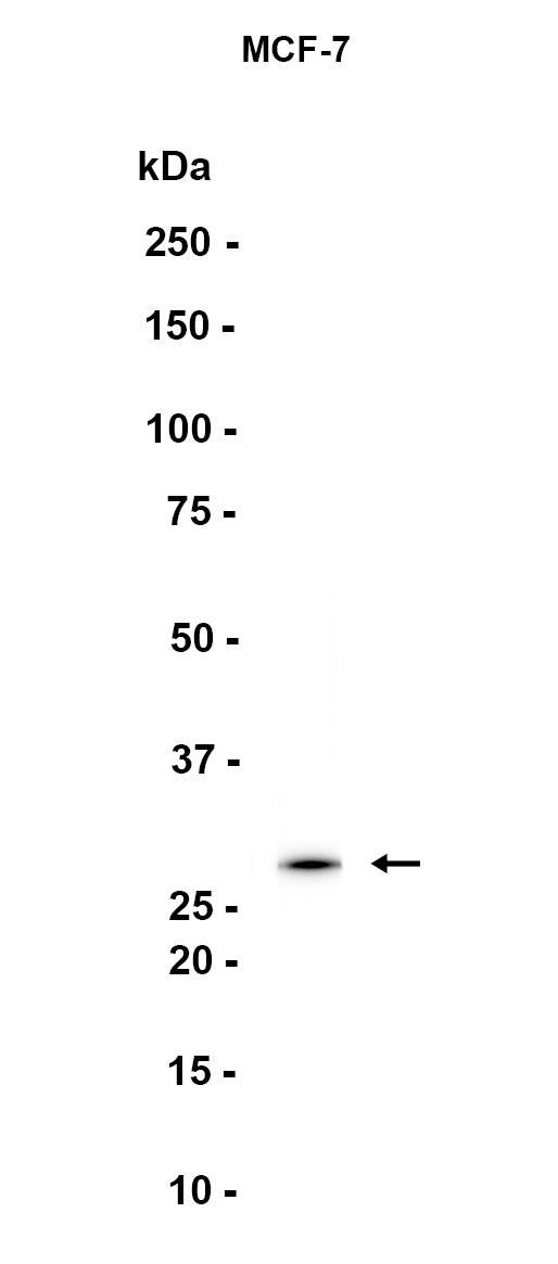 Connexin 32 (YD35091) Rabbit mAb