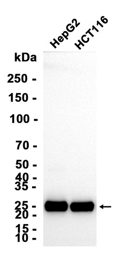 AYD11481