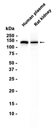 AYD16300