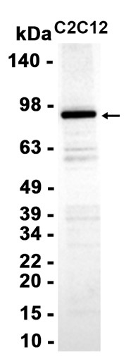 AYD15537