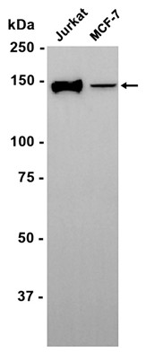 AYD15492