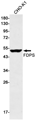 AYD14698