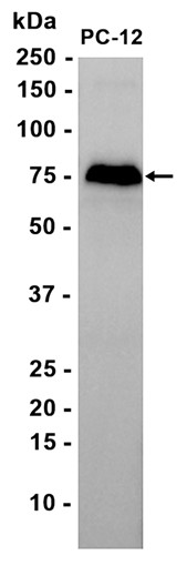AYD15729