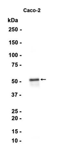 AYD14613